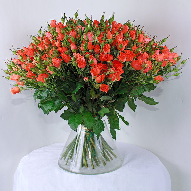Фото 55 оранжевых кустовых роз