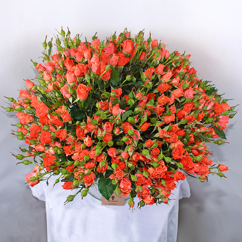 Фото 55 оранжевых кустовых роз