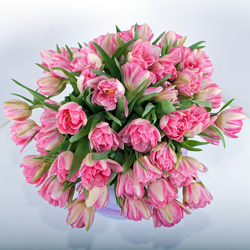 Фото 49 розовых пионовидных тюльпанов в сиреневой коробке