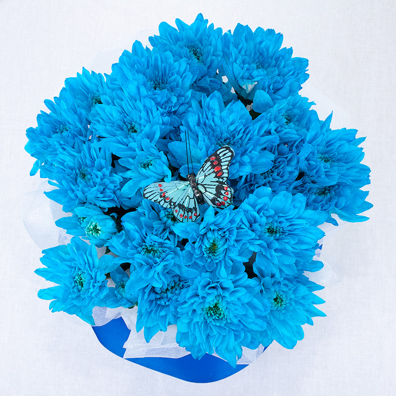 Фото Мини-коробка голубых кустовых хризантем